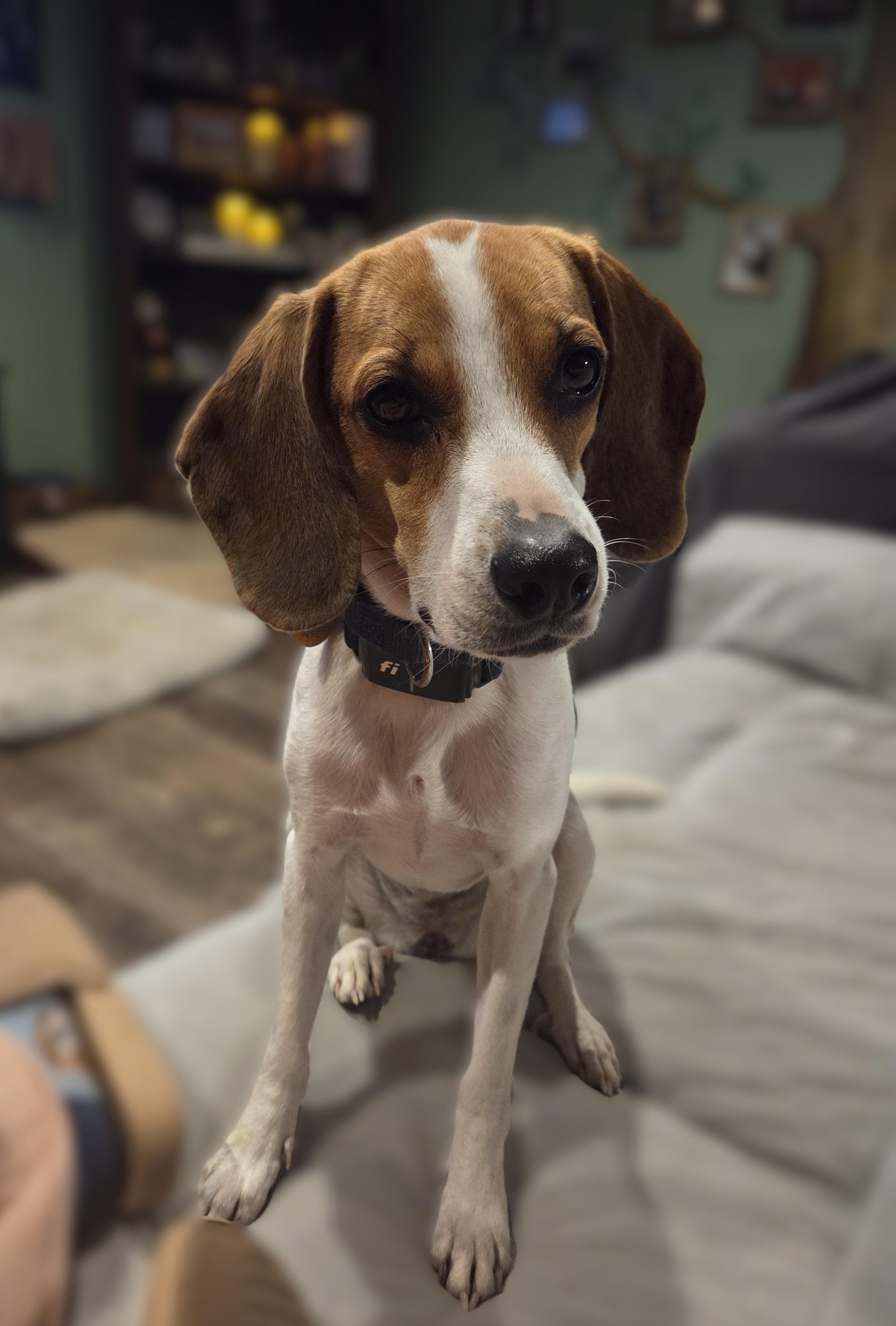 Enlarge Ruby, a Adoptable Beagle in Stoughton, MA image 1/6