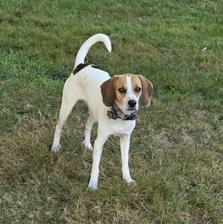 Enlarge Ruby, a Adoptable Beagle in Stoughton, MA image 4/6