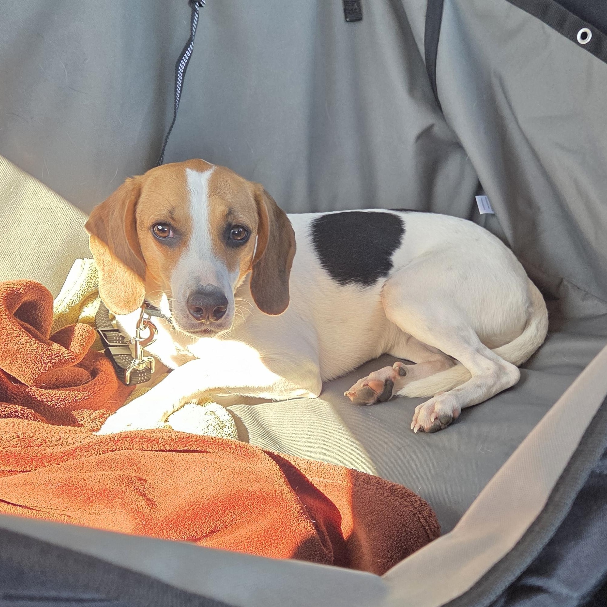 Enlarge Ruby, a Adoptable Beagle in Stoughton, MA image 3/6