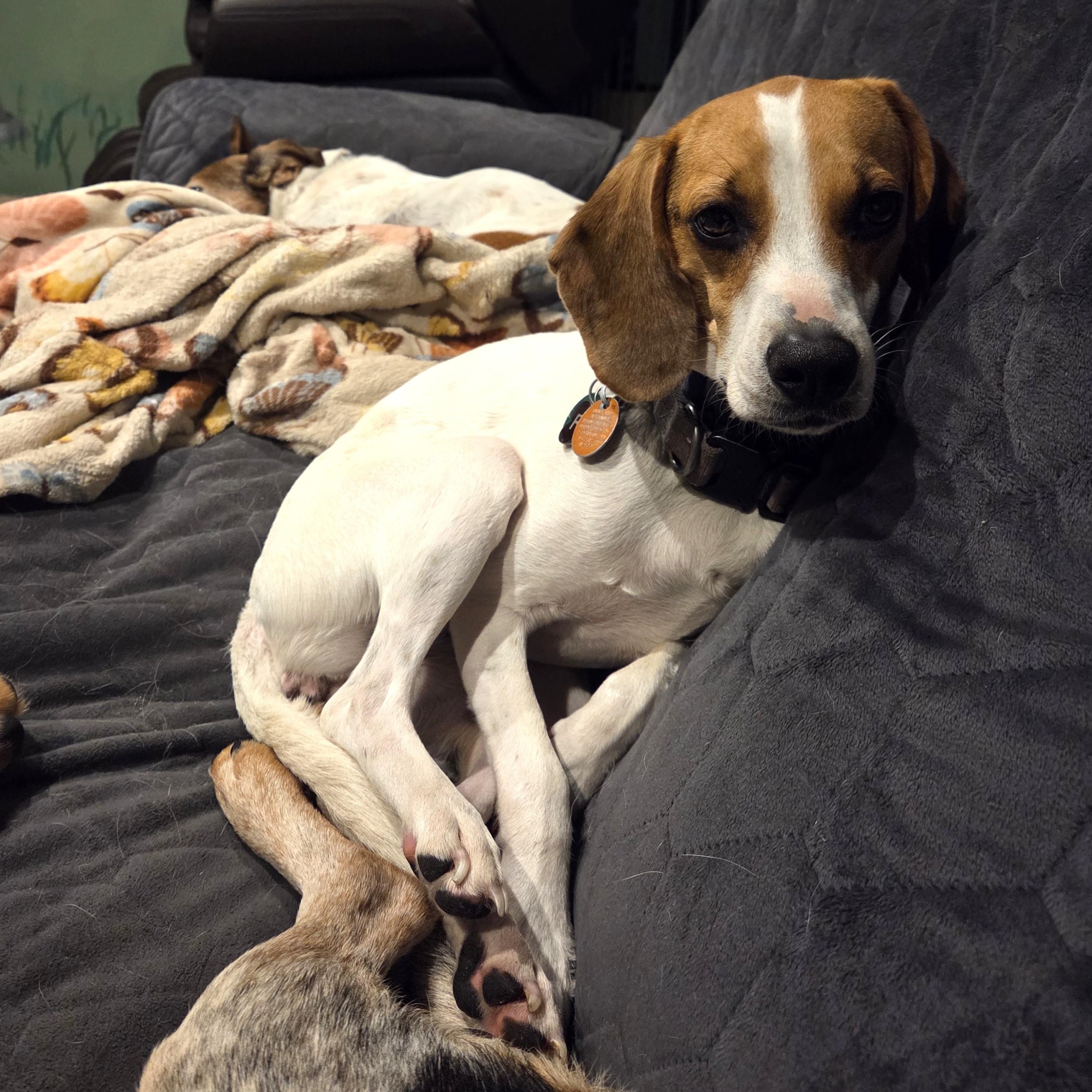 Enlarge Ruby, a Adoptable Beagle in Stoughton, MA image 2/6