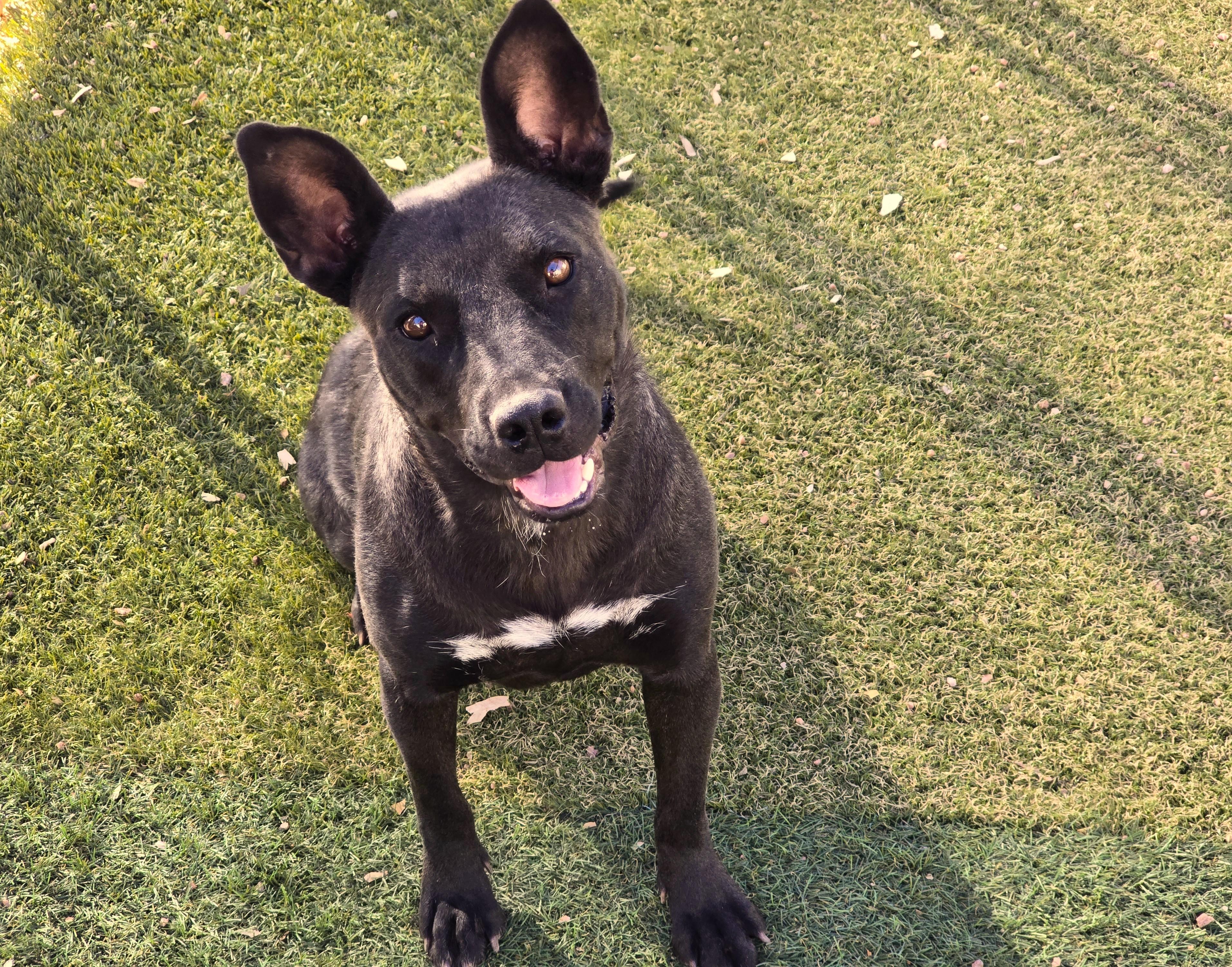 Enlarge Odyssey, a ADOPTABLE mixed breed in Apache Junction, AZ image 2/4