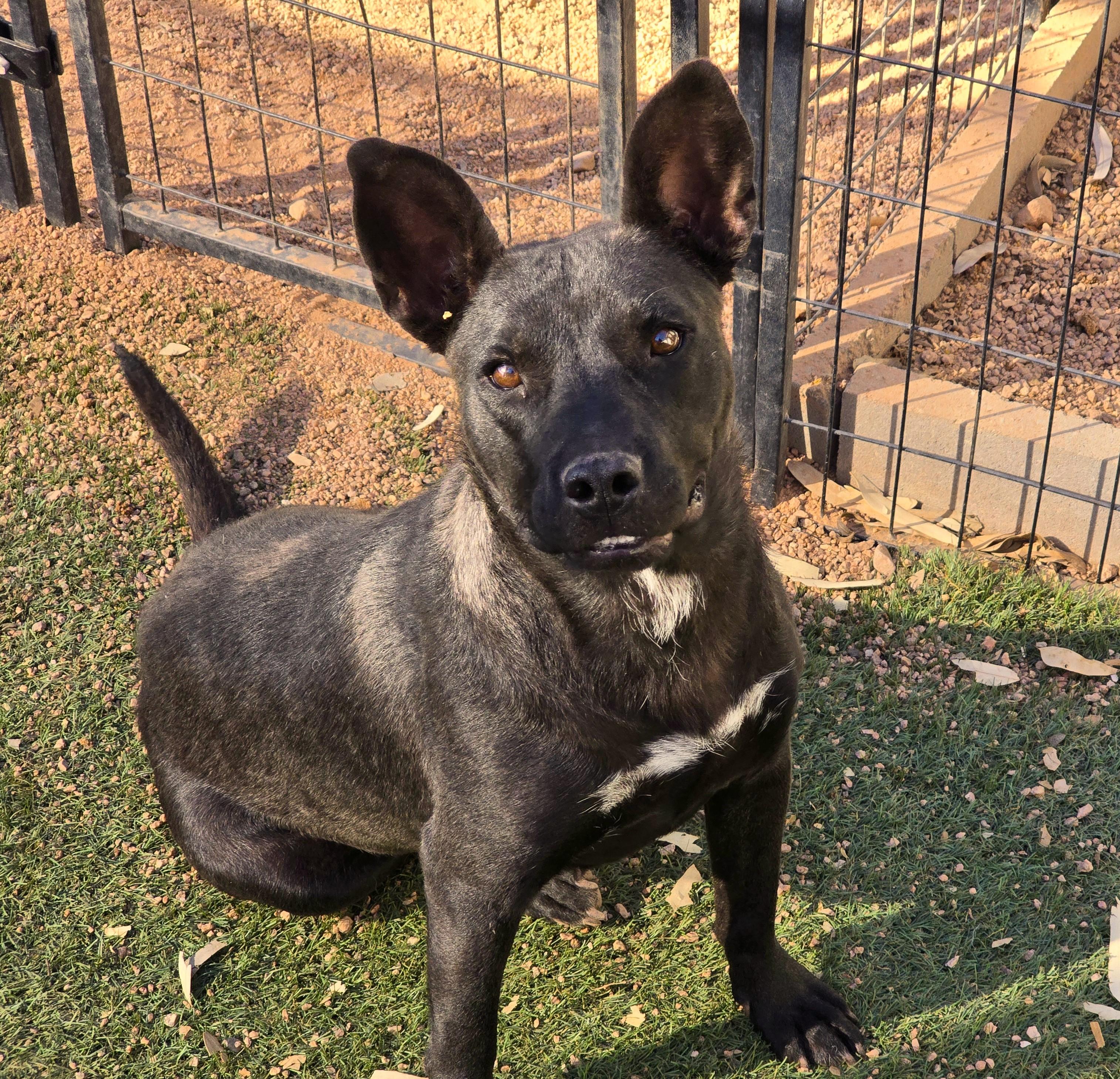 Enlarge Odyssey, a ADOPTABLE mixed breed in Apache Junction, AZ image 4/4