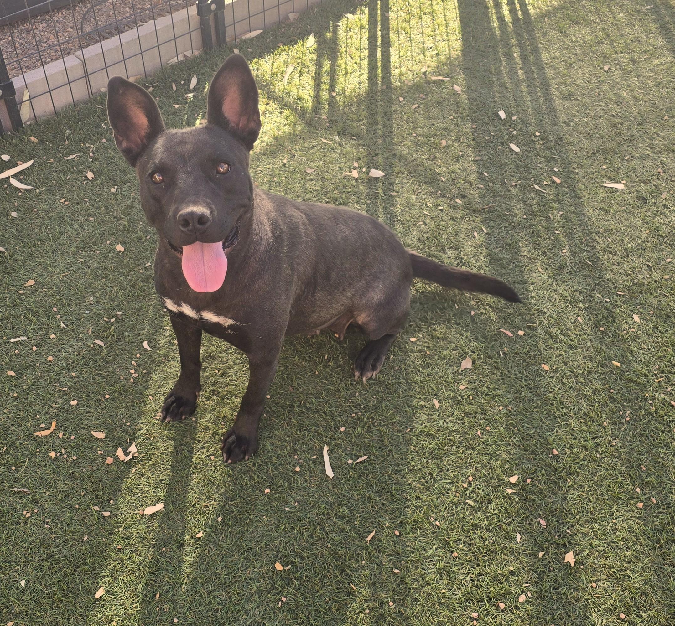 Enlarge Odyssey, a ADOPTABLE mixed breed in Apache Junction, AZ image 3/4