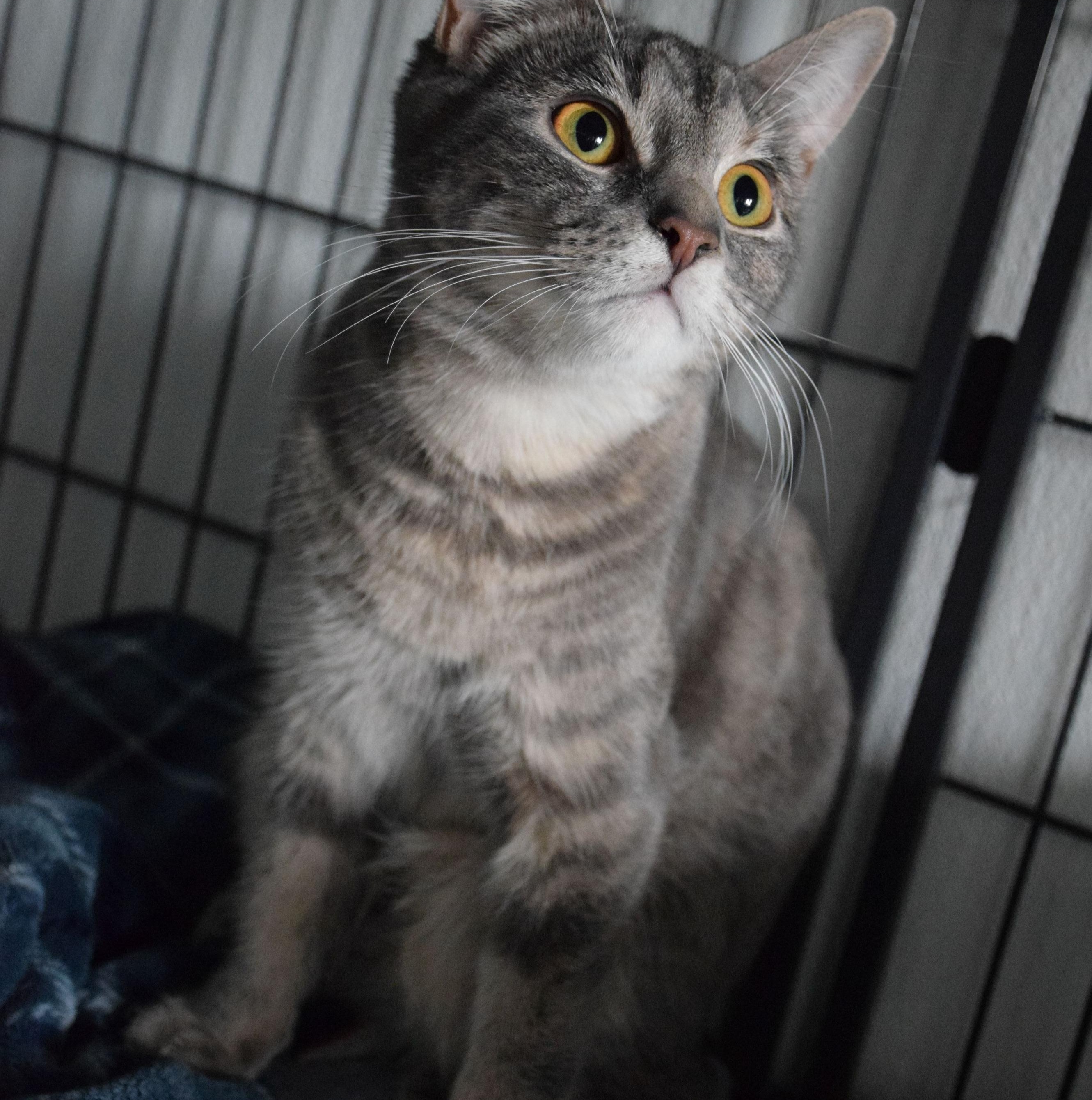 Paige, ADOPTABLE, Adult Female Tabby.
