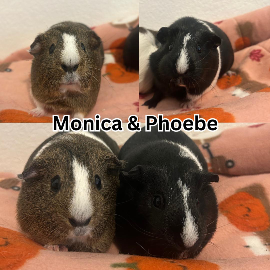 Monica & Phoebe, ADOPTABLE, Adult Female Guinea Pig.