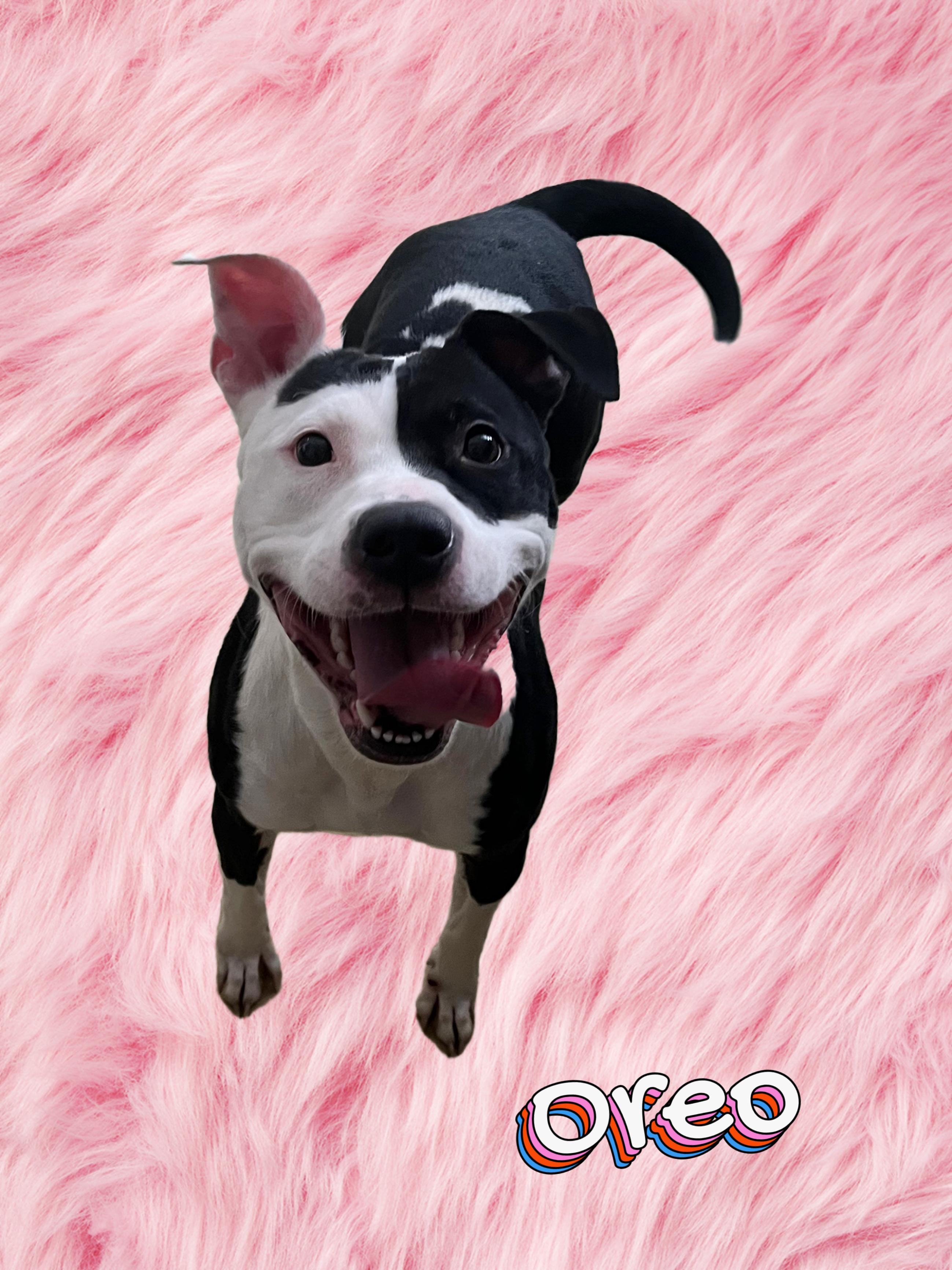 Enlarge Oreo, a ADOPTABLE mixed breed in New Castle, IN image 1/1