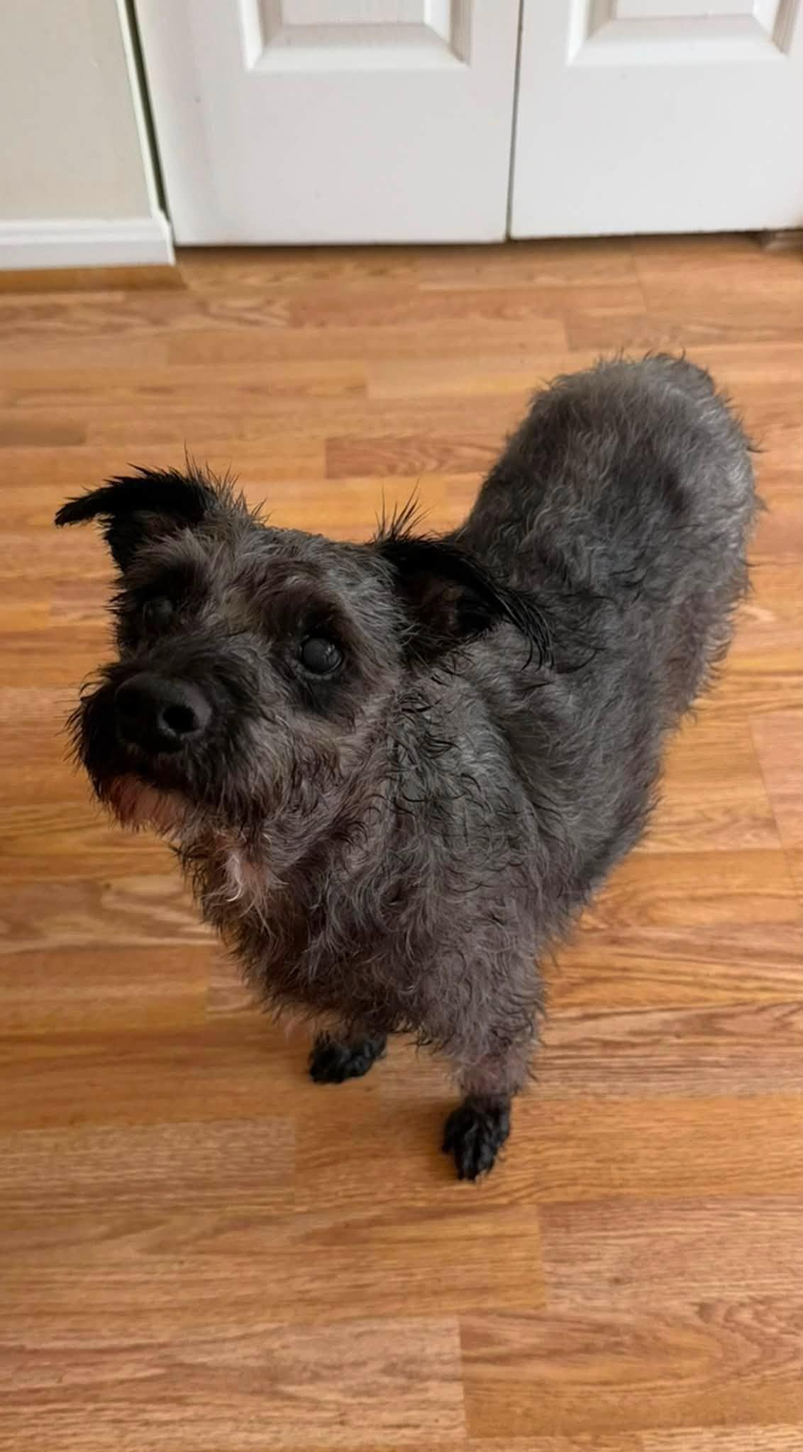 Enlarge Zeke, an adoptable mixed breed in Rockville, MD image 3/6