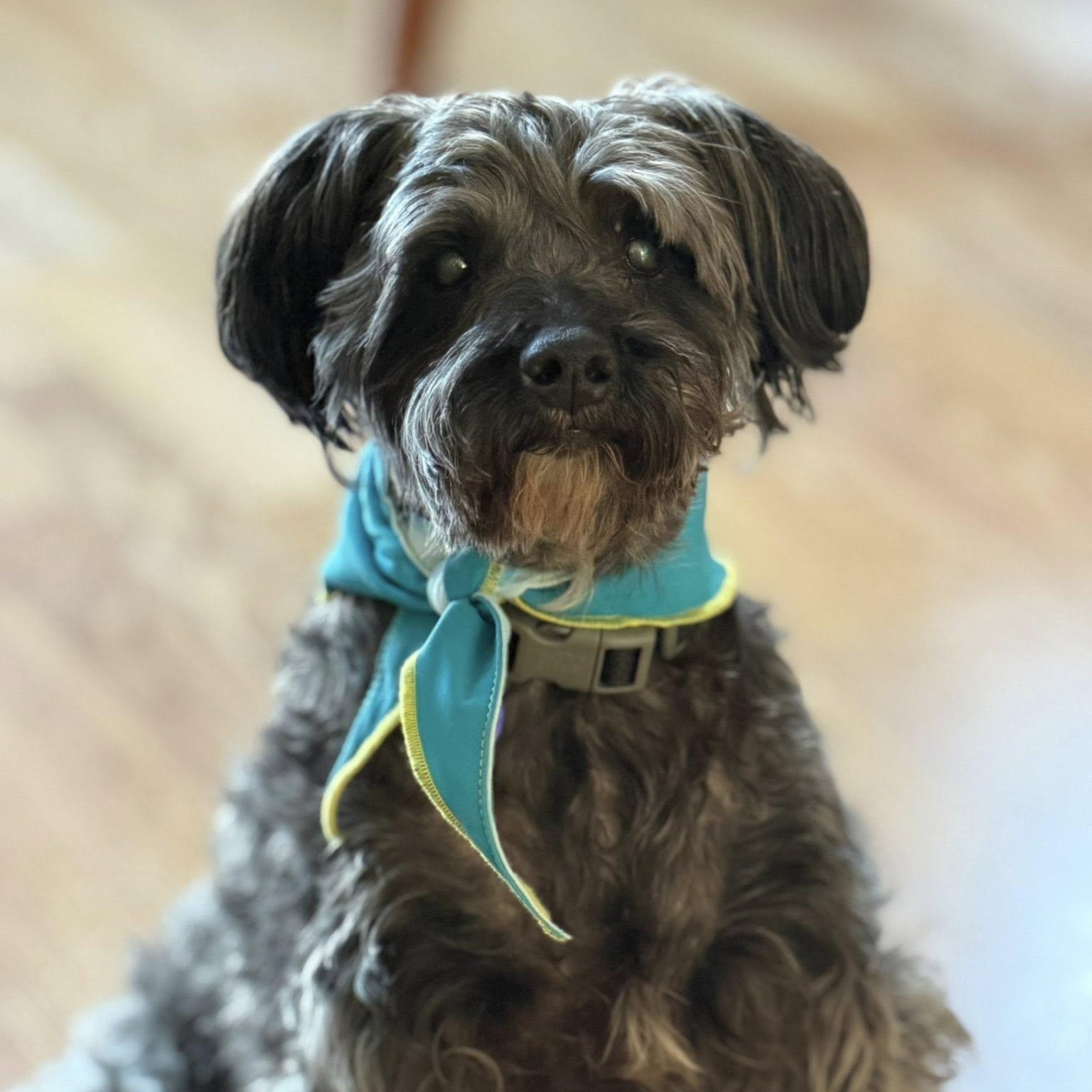 Zeke, adoptable, Senior Male Miniature Schnauzer & Miniature Poodle.