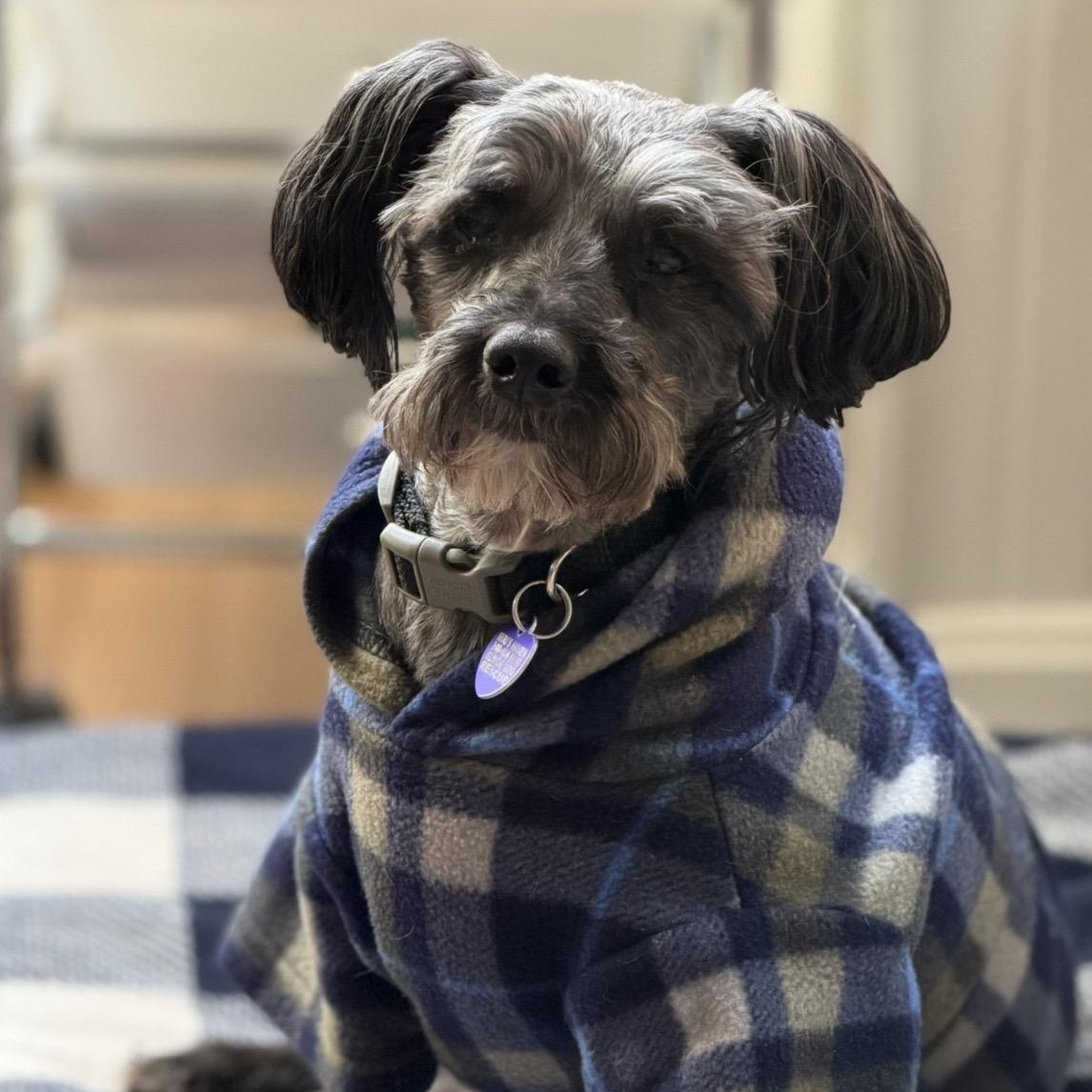 Enlarge Zeke, an adoptable mixed breed in Rockville, MD image 4/6