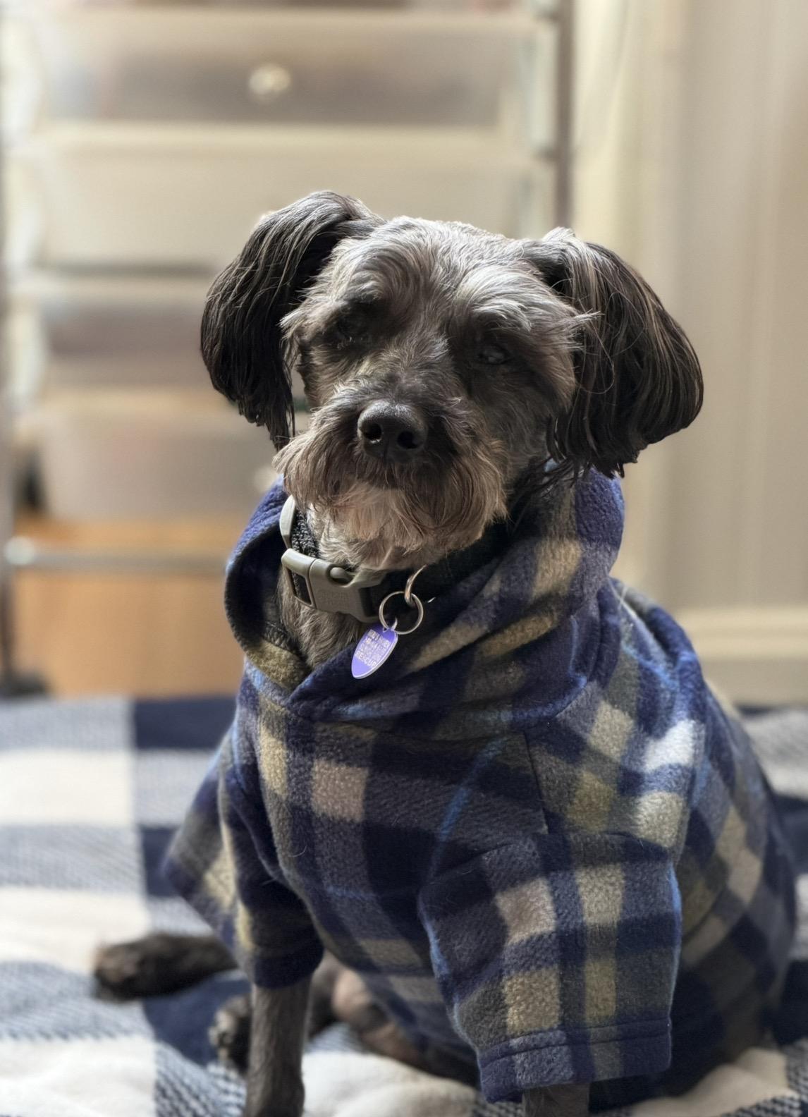 Enlarge Zeke, an adoptable mixed breed in Rockville, MD image 3/6