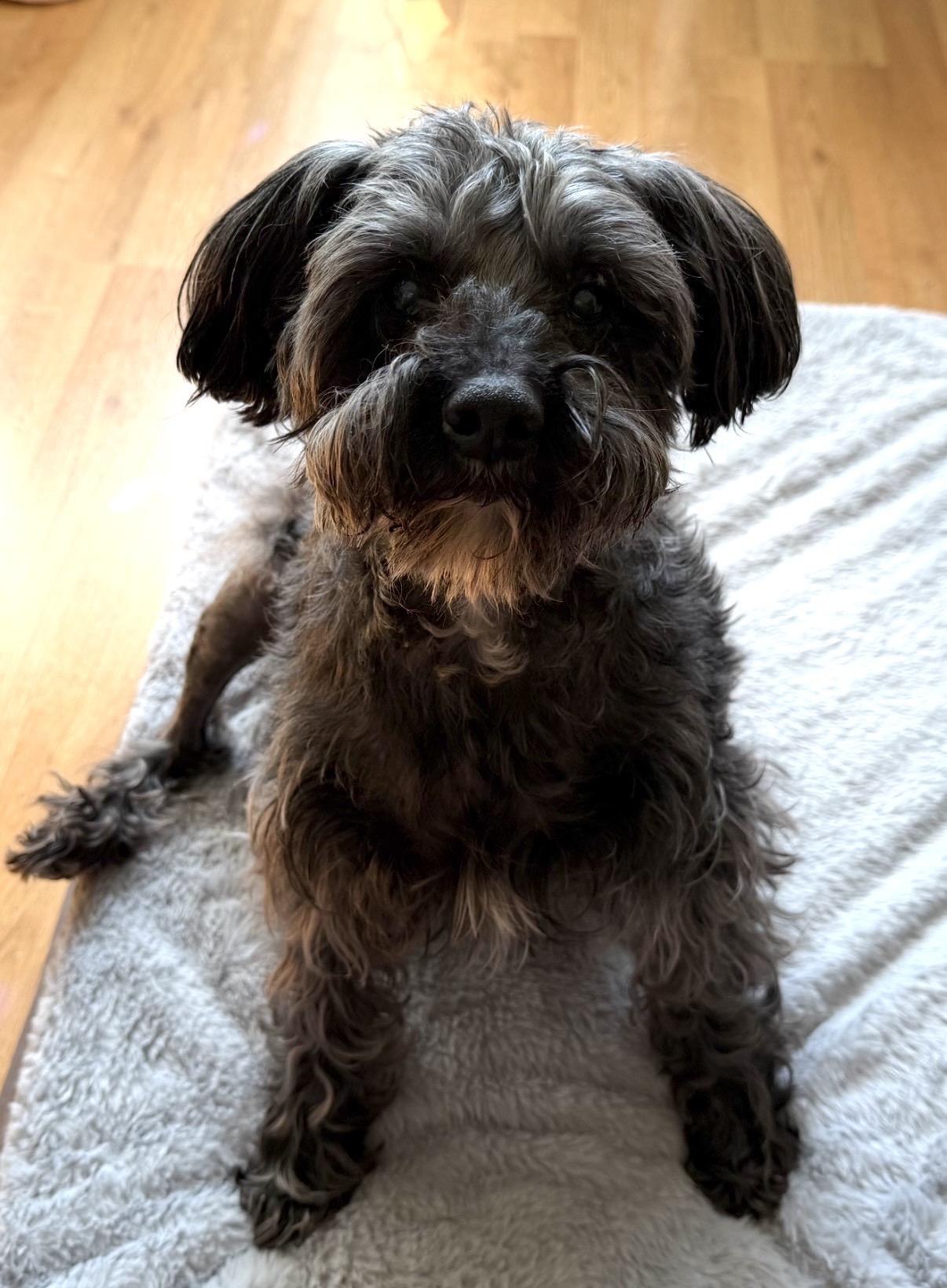 Enlarge Zeke, an adoptable mixed breed in Rockville, MD image 6/6