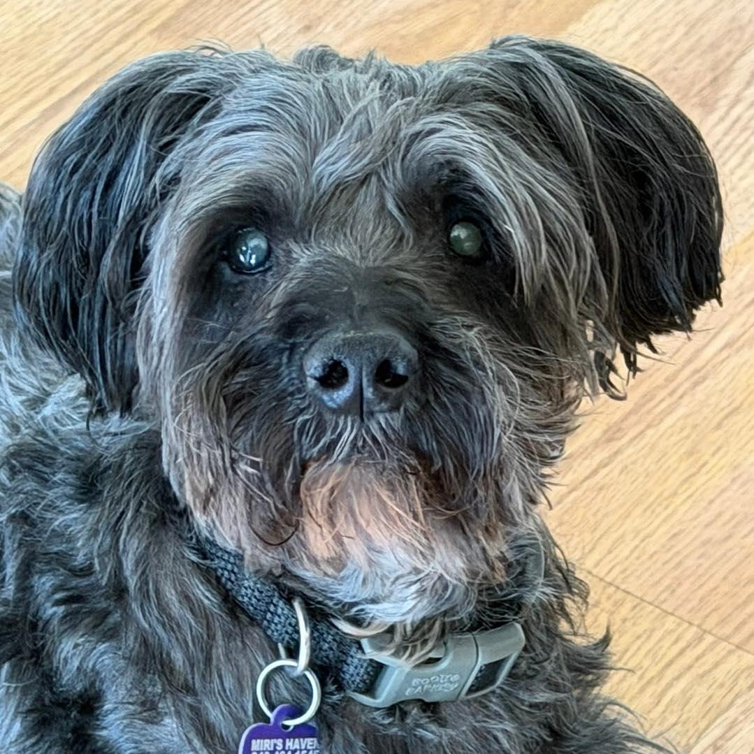 Enlarge Zeke, an adoptable mixed breed in Rockville, MD image 4/6