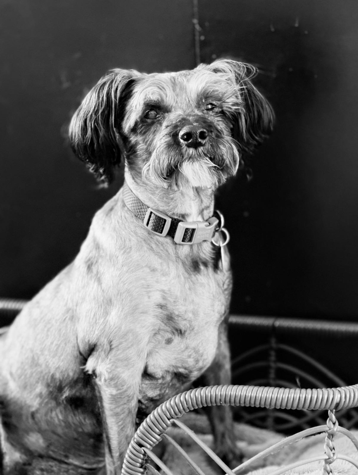 Enlarge Zeke, an adoptable mixed breed in Rockville, MD image 2/6