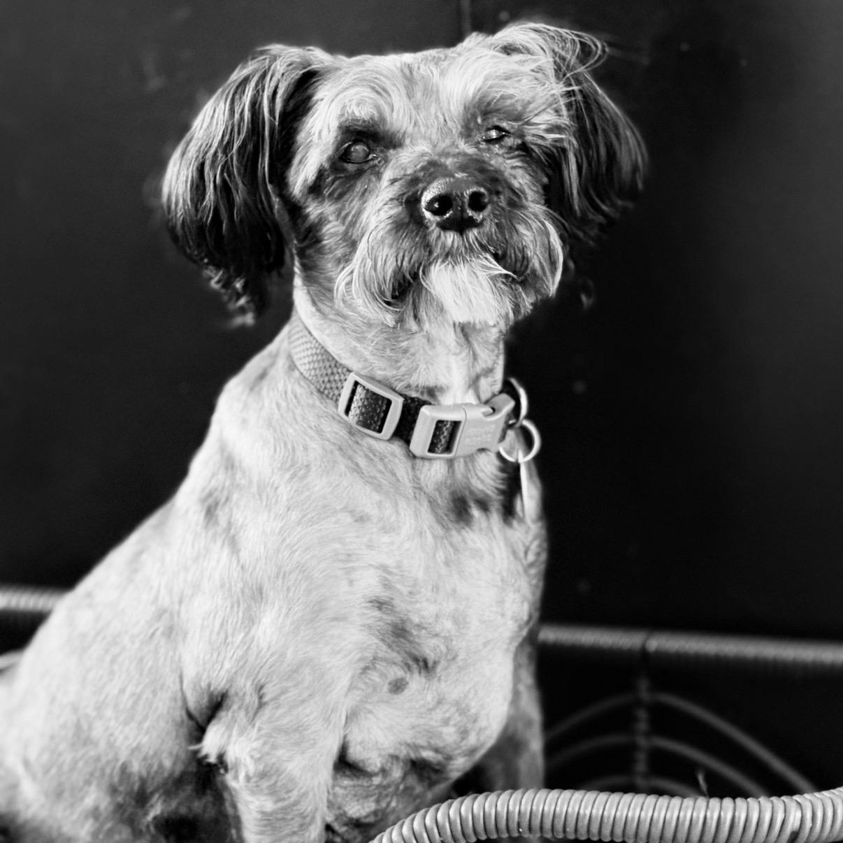 Enlarge Zeke, an adoptable mixed breed in Rockville, MD image 3/6