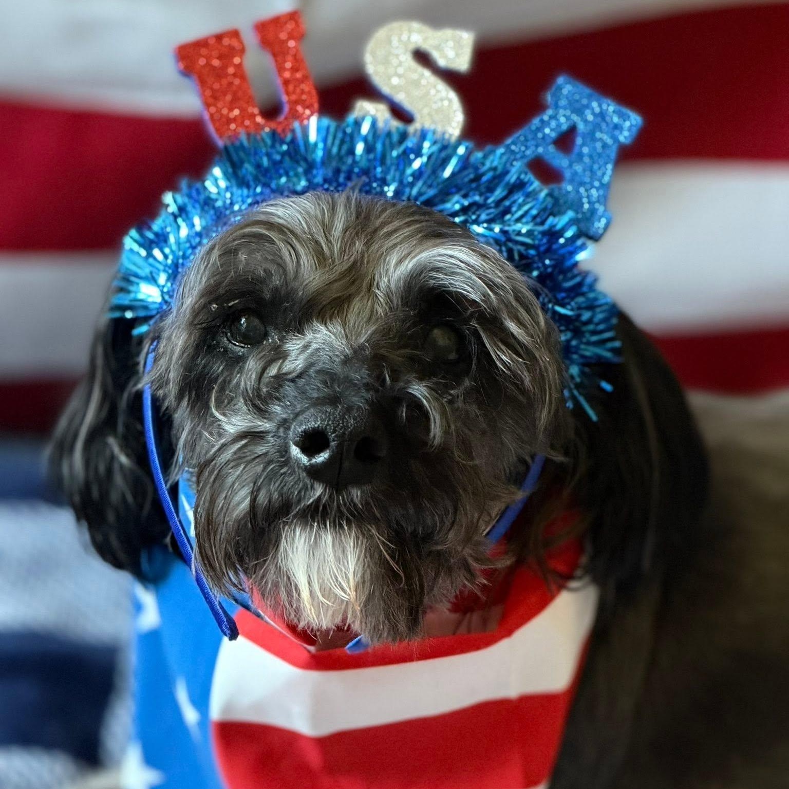 Enlarge Zeke, an adoptable mixed breed in Rockville, MD image 1/6