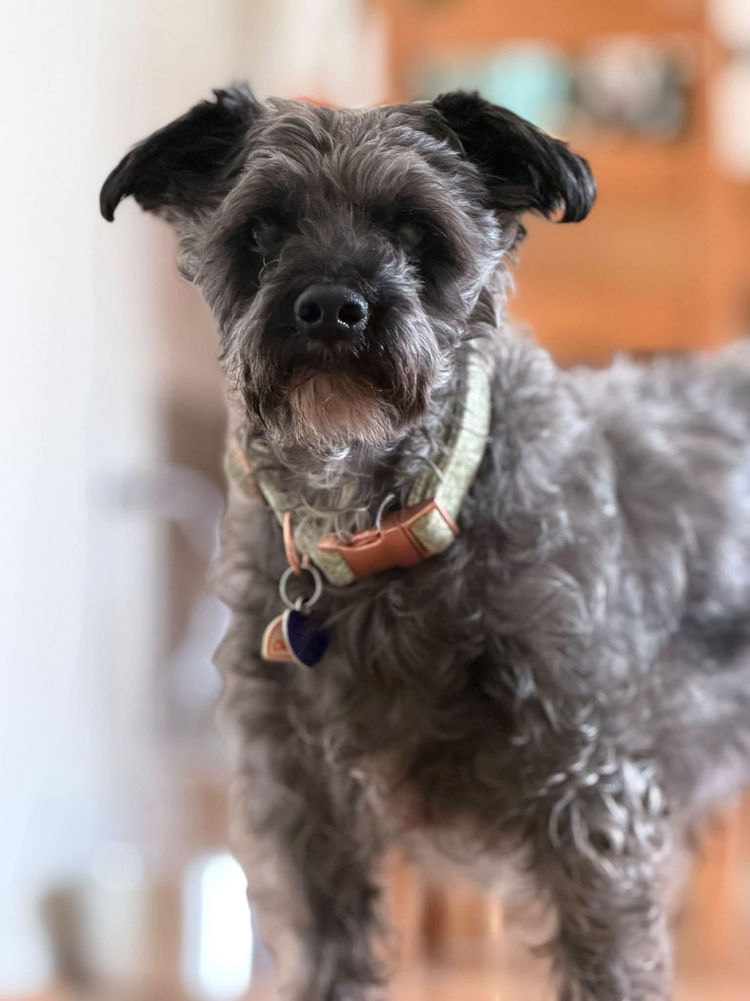 Zeke, Adoptable, Senior Male Miniature Schnauzer & Miniature Poodle.