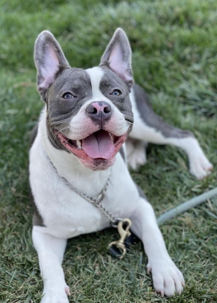 Enlarge Hank, an adoptable Pit Bull Terrier in Dublin, CA image 5/6