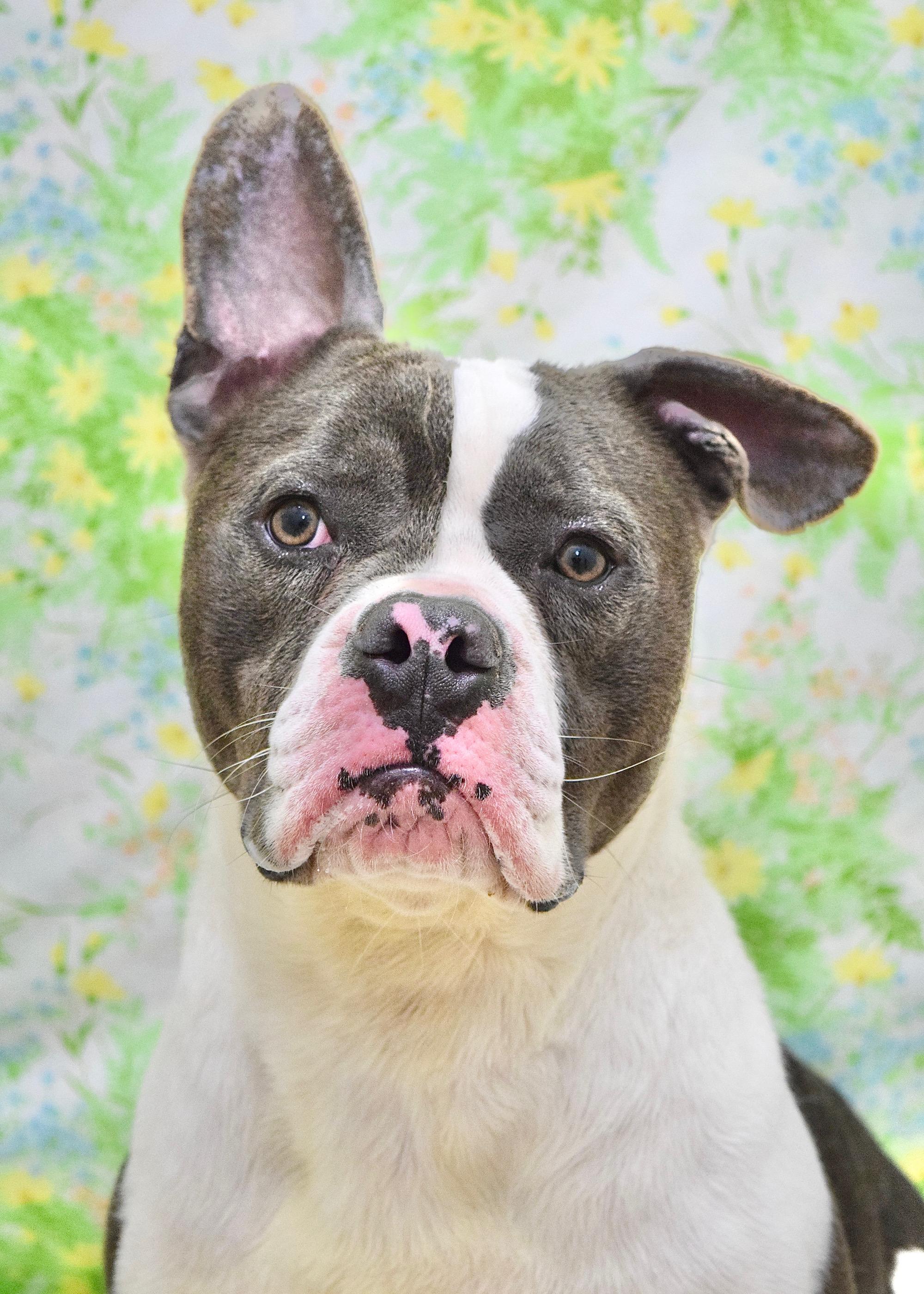 Enlarge Hank, an adoptable Pit Bull Terrier in Dublin, CA image 1/6