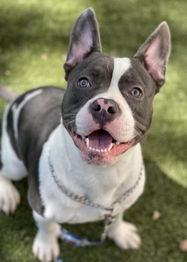 Enlarge Hank, an adoptable Pit Bull Terrier in Dublin, CA image 3/6