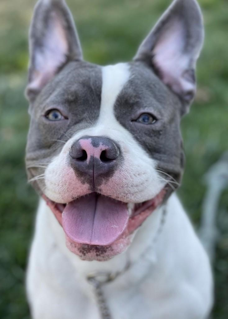 Enlarge Hank, an adoptable Pit Bull Terrier in Dublin, CA image 4/6