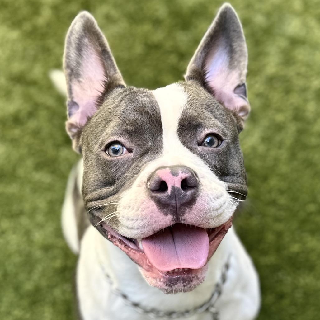 Enlarge Hank, an adoptable Pit Bull Terrier in Dublin, CA image 2/6