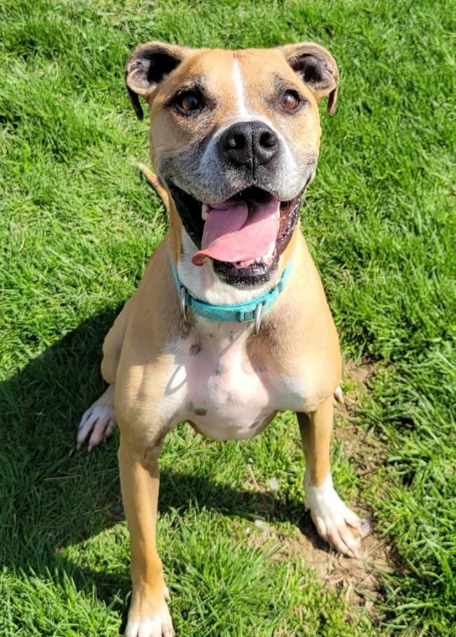Enlarge Big Mac, a ADOPTABLE mixed breed in Lisbon, OH image 4/4