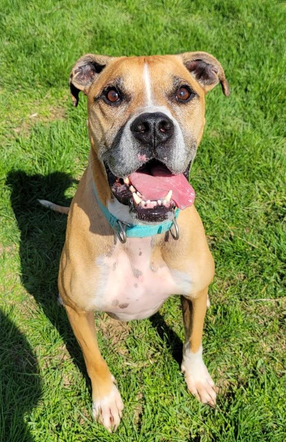 Enlarge Big Mac, a ADOPTABLE mixed breed in Lisbon, OH image 2/4