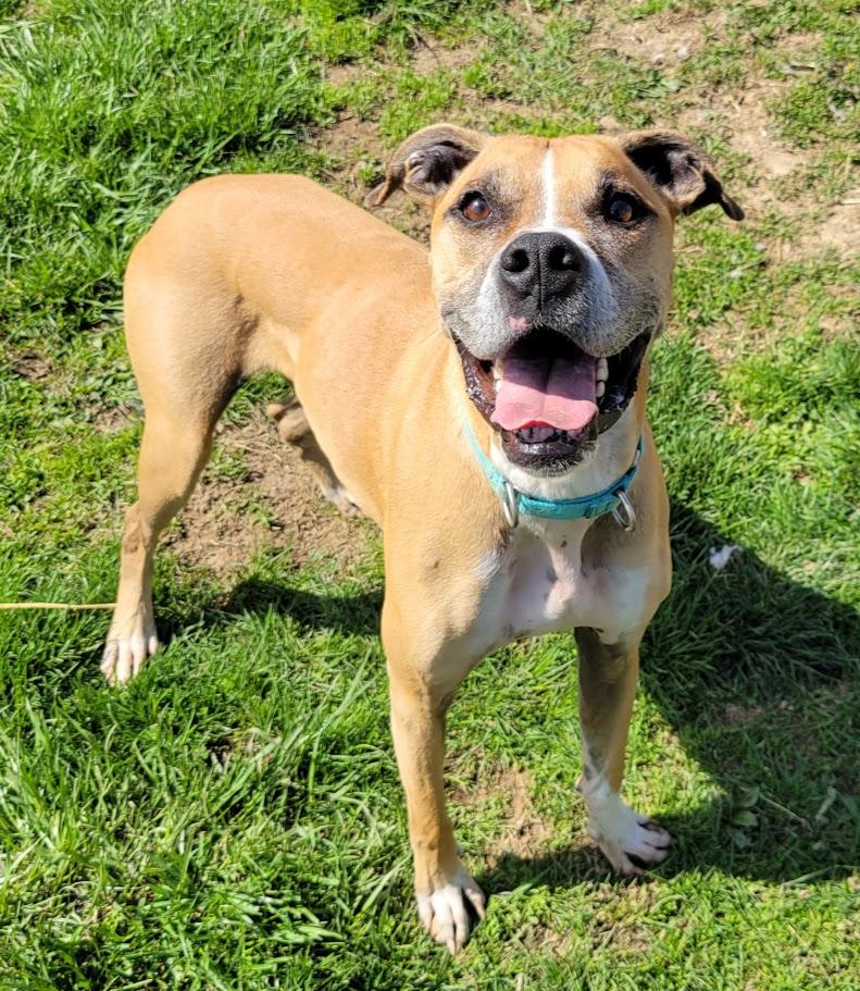 Big Mac, ADOPTABLE, Adult Male Boxer & Great Dane.