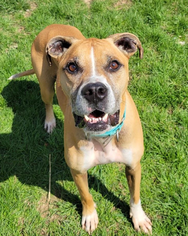 Enlarge Big Mac, a ADOPTABLE mixed breed in Lisbon, OH image 3/4