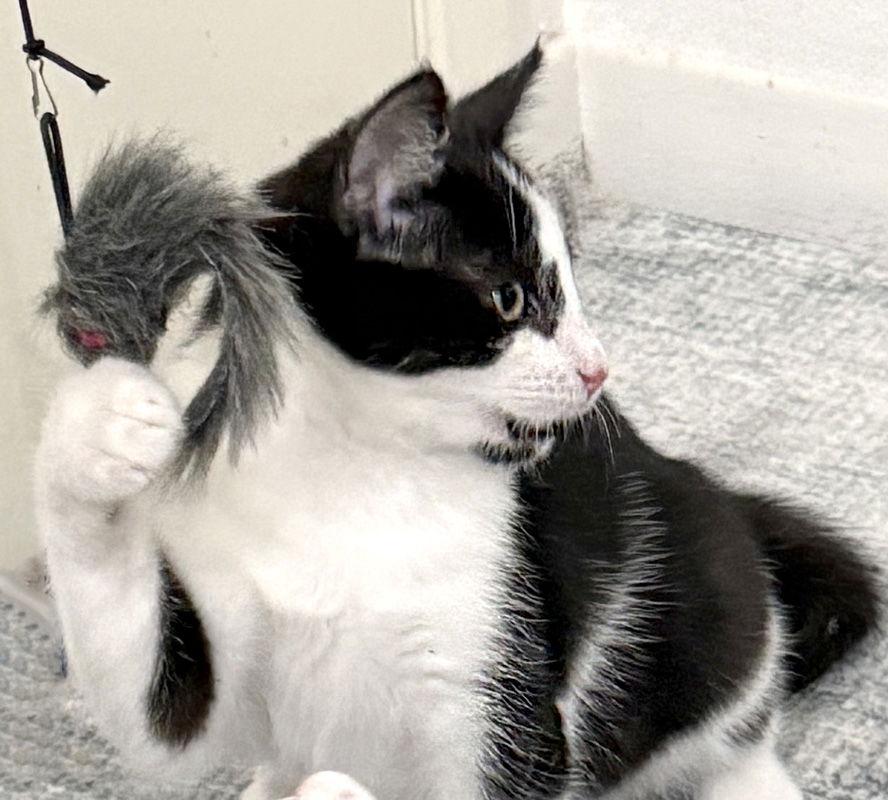 Brit, Adoptable, Kitten Female Domestic Short Hair.