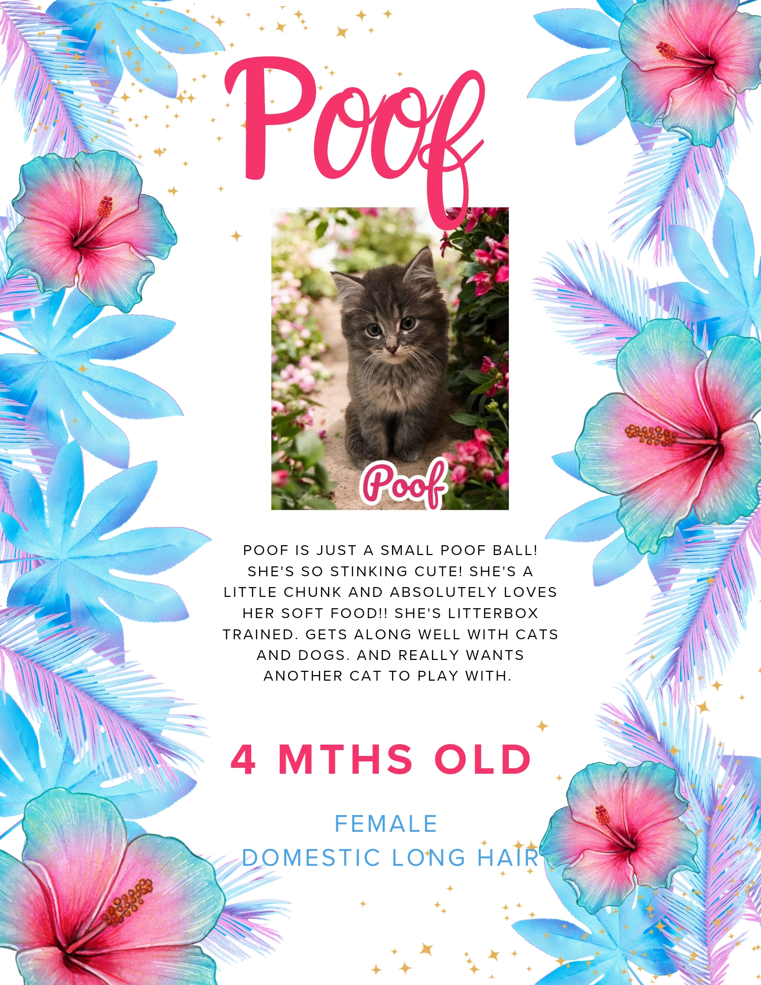 Cat for adoption Poof, a Domestic Long Hair in fort worth, TX Petfinder