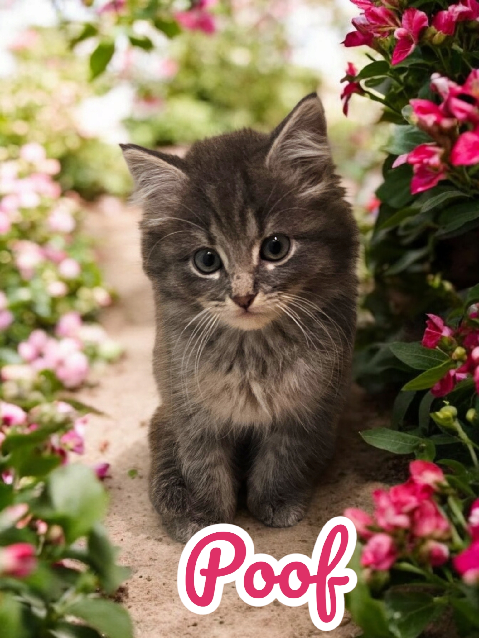 Cat for adoption Poof, a Domestic Long Hair in fort worth, TX Petfinder