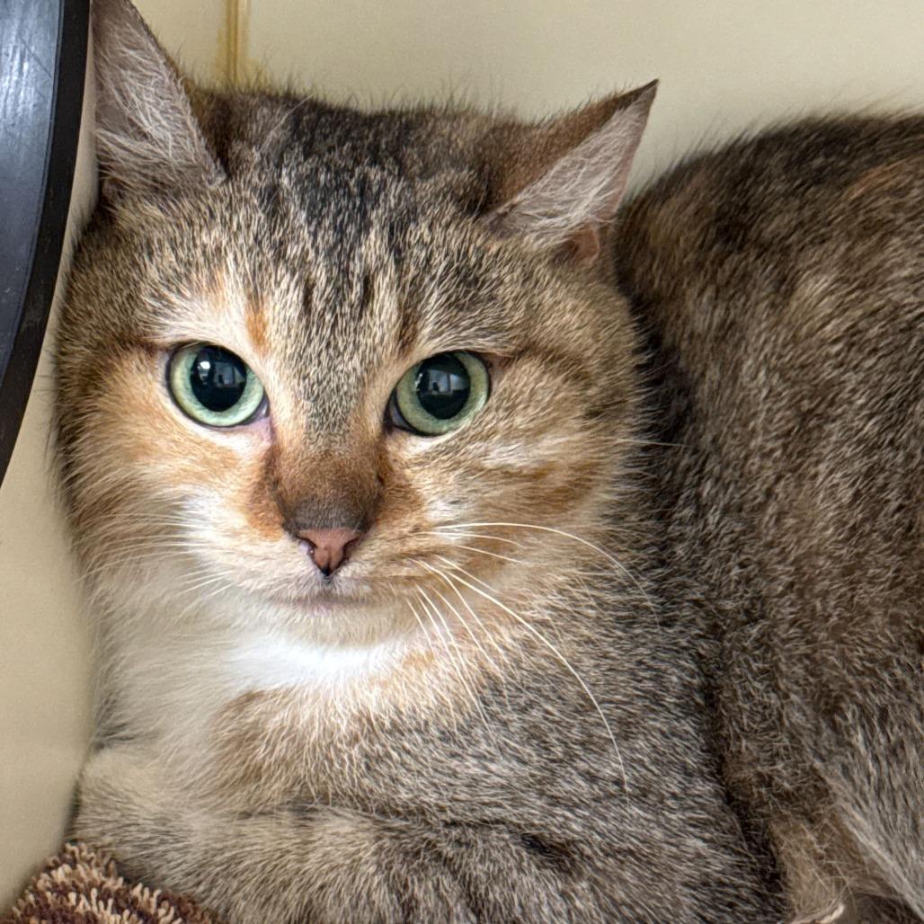 Yodel, a Adoptable Domestic Short Hair in Dayton, OH image 1/2