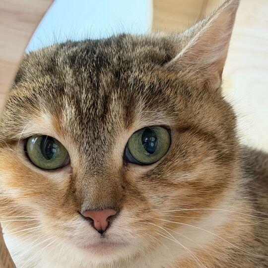 Enlarge Yodel, a Adoptable Domestic Short Hair in Dayton, OH image 2/5