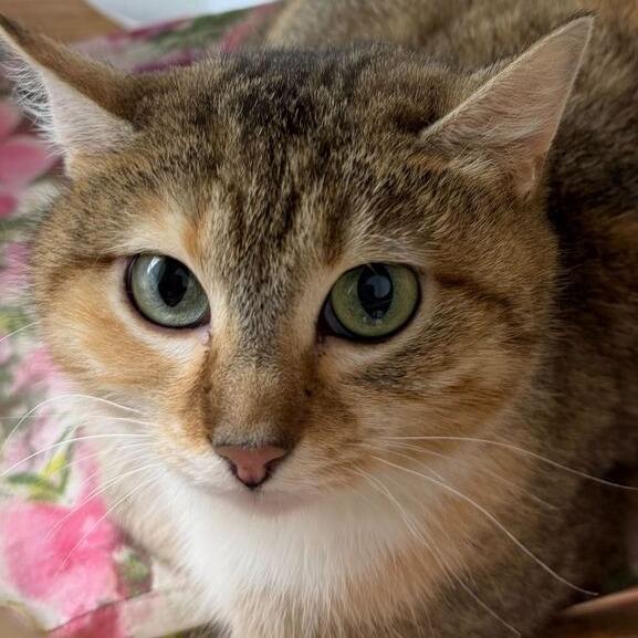 Enlarge Yodel, a Adoptable Domestic Short Hair in Dayton, OH image 3/5