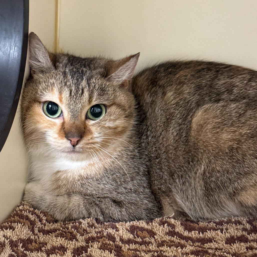 Yodel, a Adoptable Domestic Short Hair in Dayton, OH image 2/2