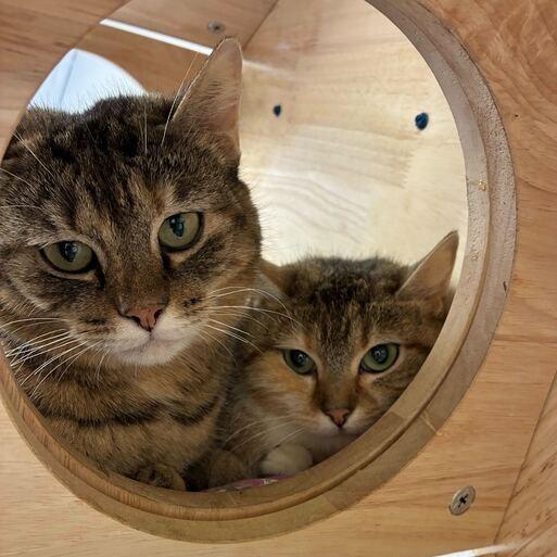 Enlarge Yodel, a Adoptable Domestic Short Hair in Dayton, OH image 5/5