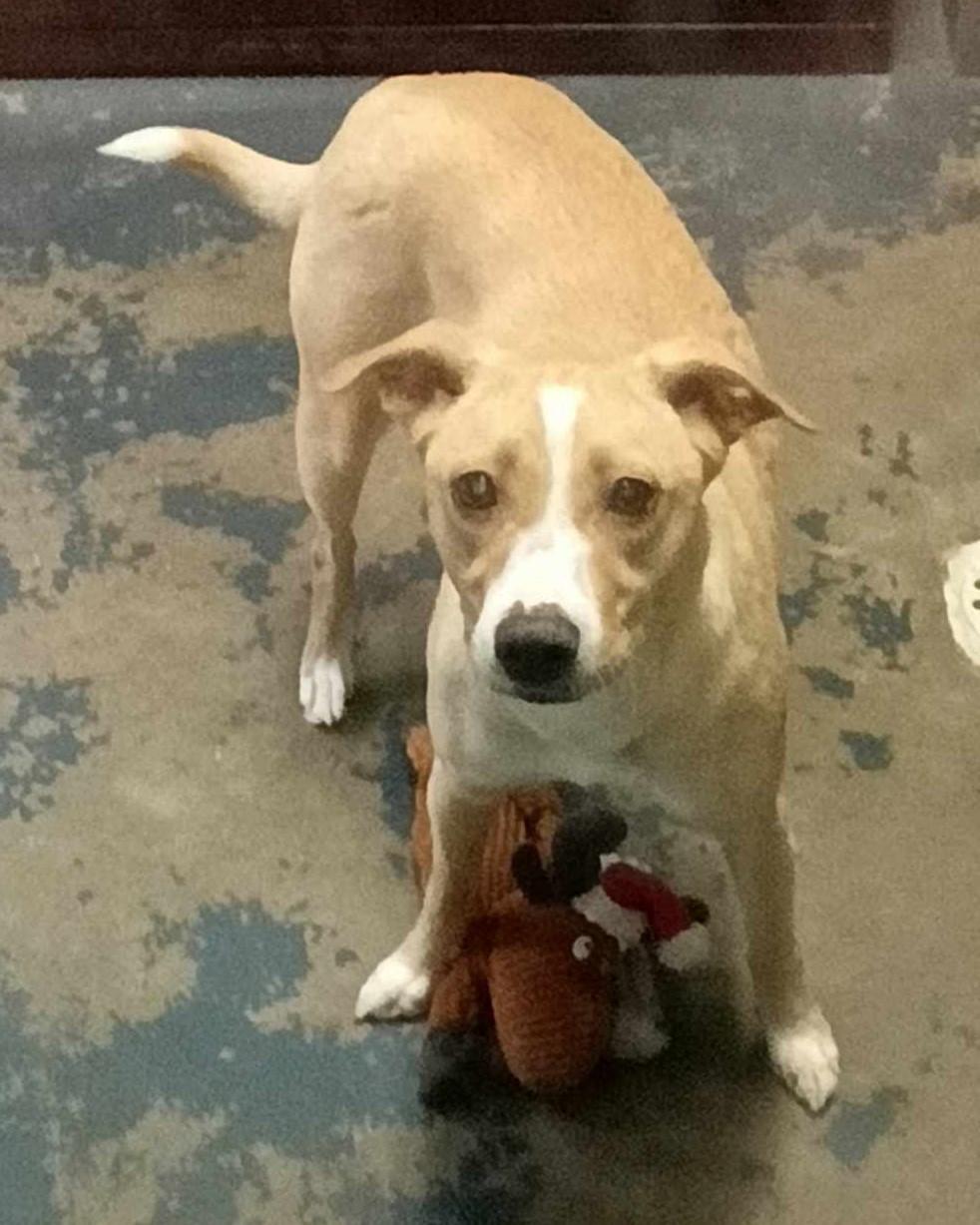 Enlarge Pumpkin, a Adoptable mixed breed in Onley, VA image 2/3
