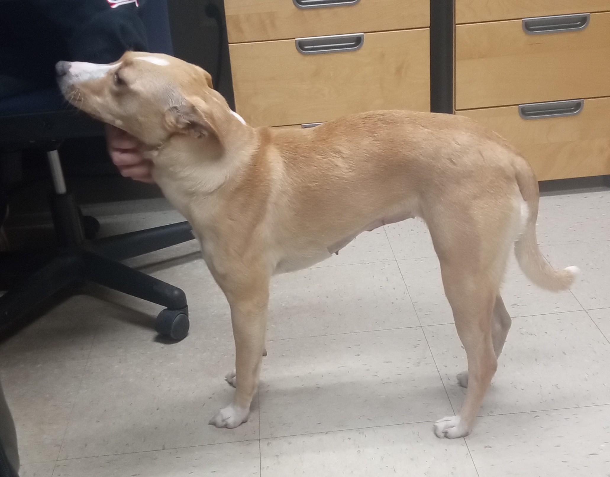Enlarge Pumpkin, a Adoptable mixed breed in Onley, VA image 3/3