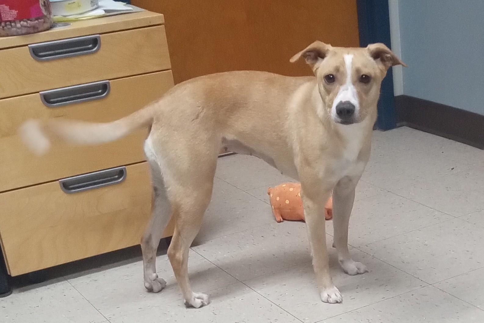 Enlarge Pumpkin, a Adoptable mixed breed in Onley, VA image 1/3