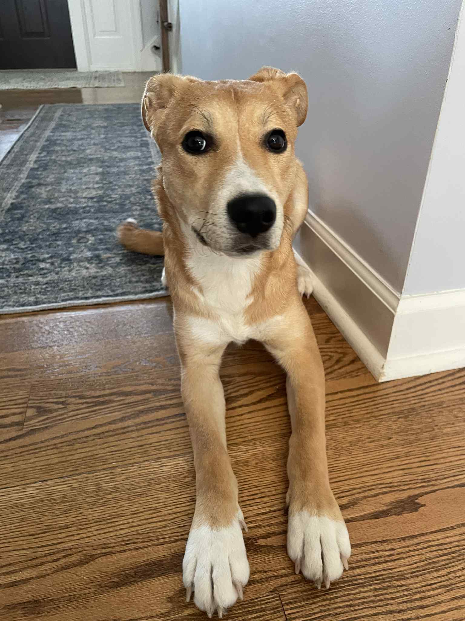 Nyla, an adopted mixed breed in Sugar Grove, IL image 1/3