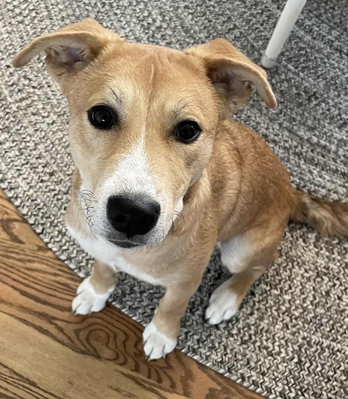 Nyla, an adopted mixed breed in Sugar Grove, IL image 3/3