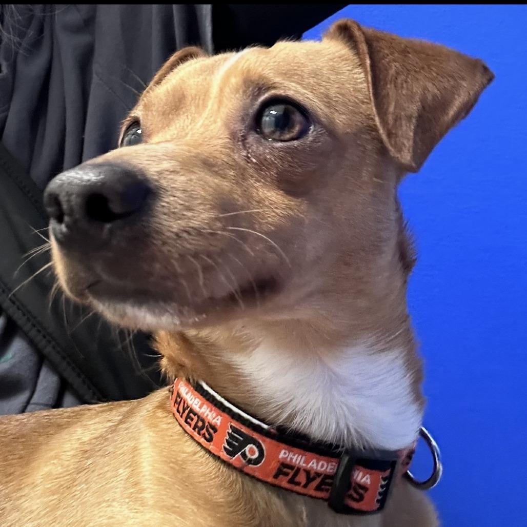 Enlarge Marty, a Adoptable mixed breed in Greensboro, GA image 2/5