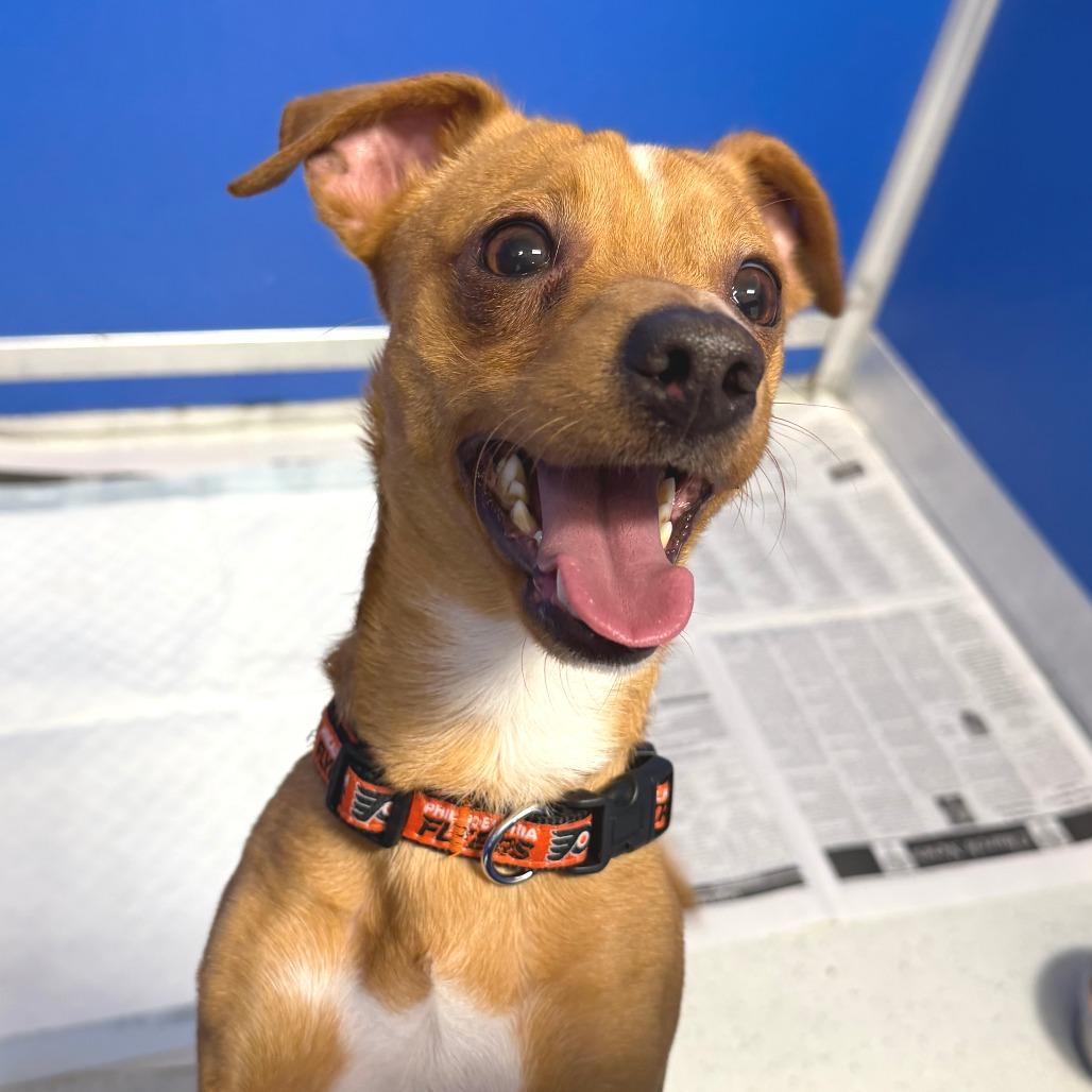 Enlarge Marty, a Adoptable mixed breed in Greensboro, GA image 3/5