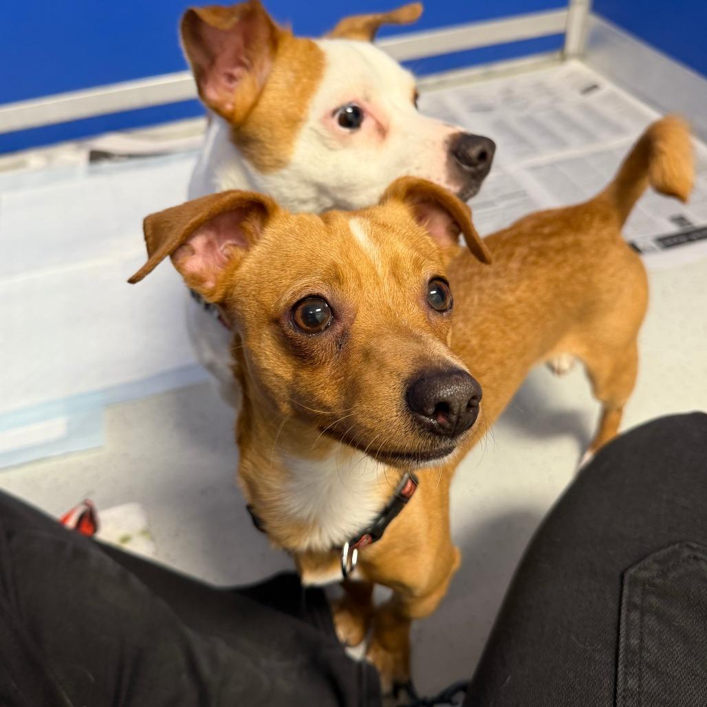 Enlarge Marty, a Adoptable mixed breed in Greensboro, GA image 4/5