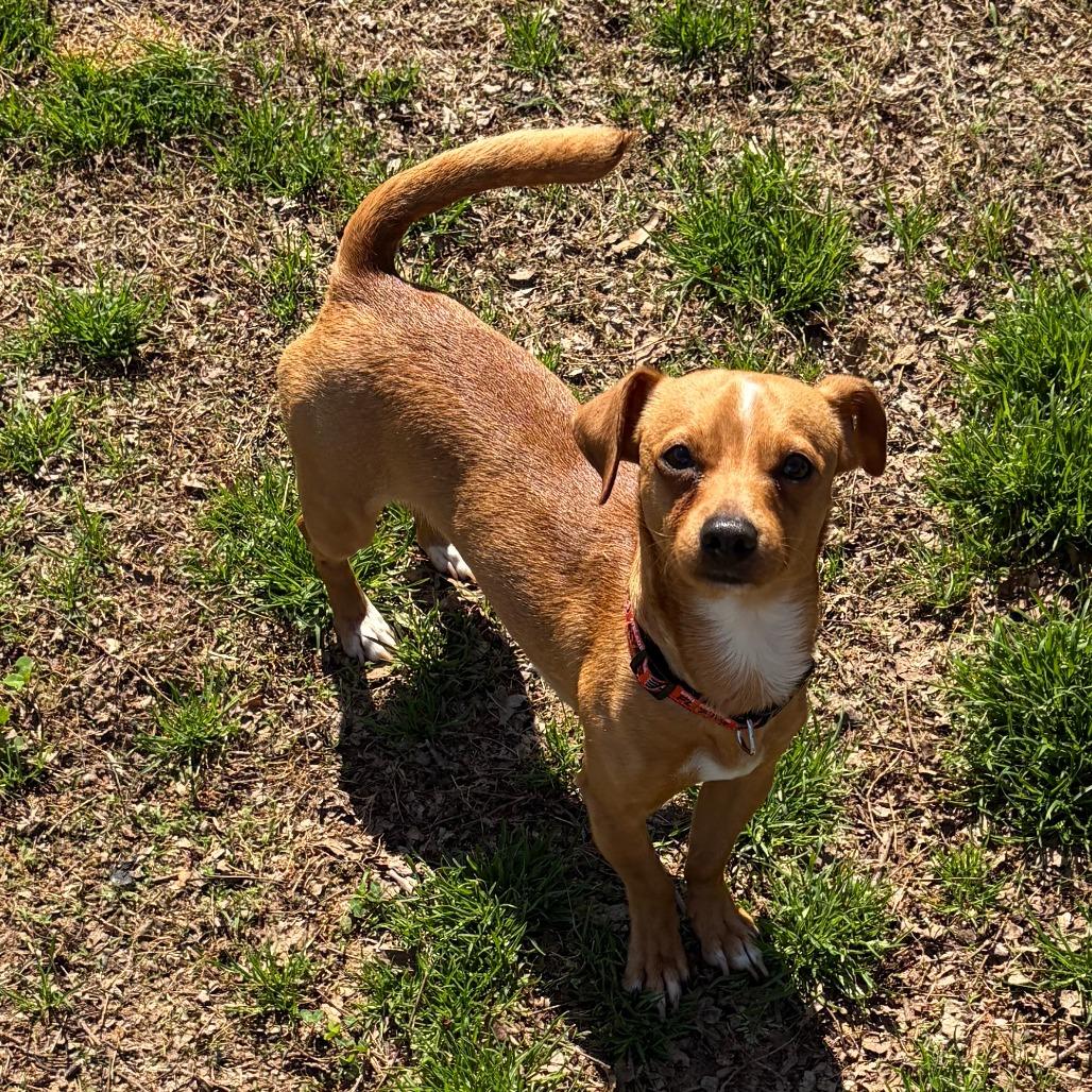 Marty, Adoptable, Young Male Chihuahua & Mixed Breed.