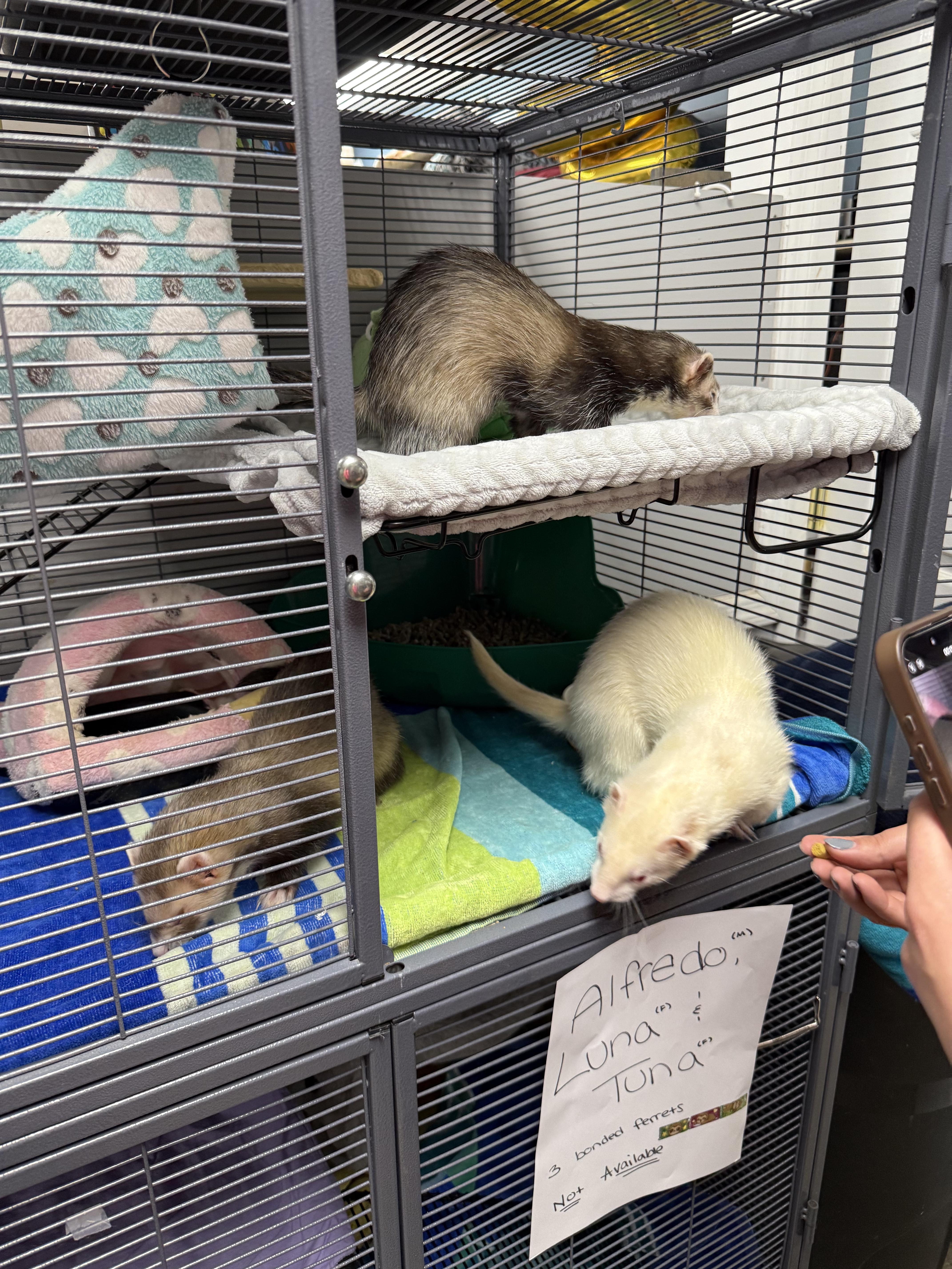 Alfredo, Luna & Tuna (bonded trio), Adoptable, Adult Male Ferret.