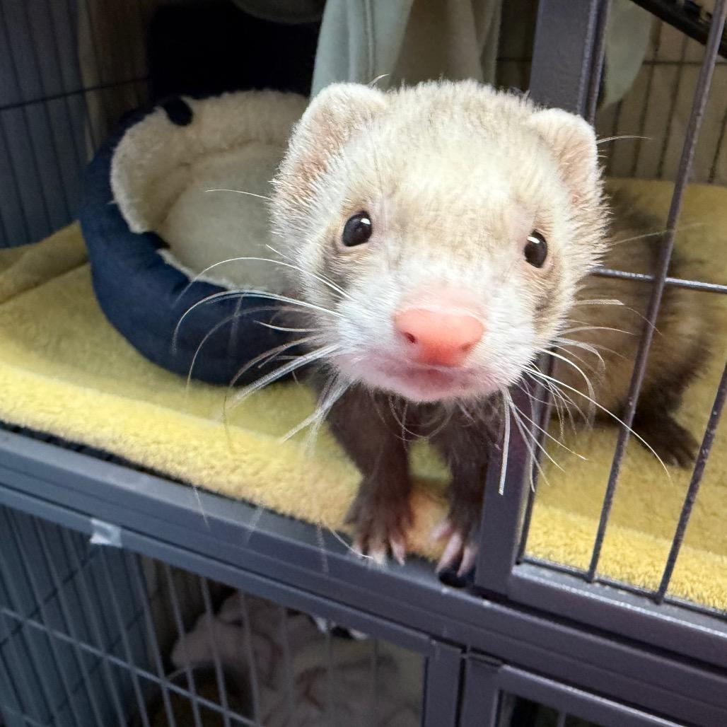 Alfredo, Luna & Tuna (bonded trio), a Adoptable Ferret in Medford, NY image 3/5