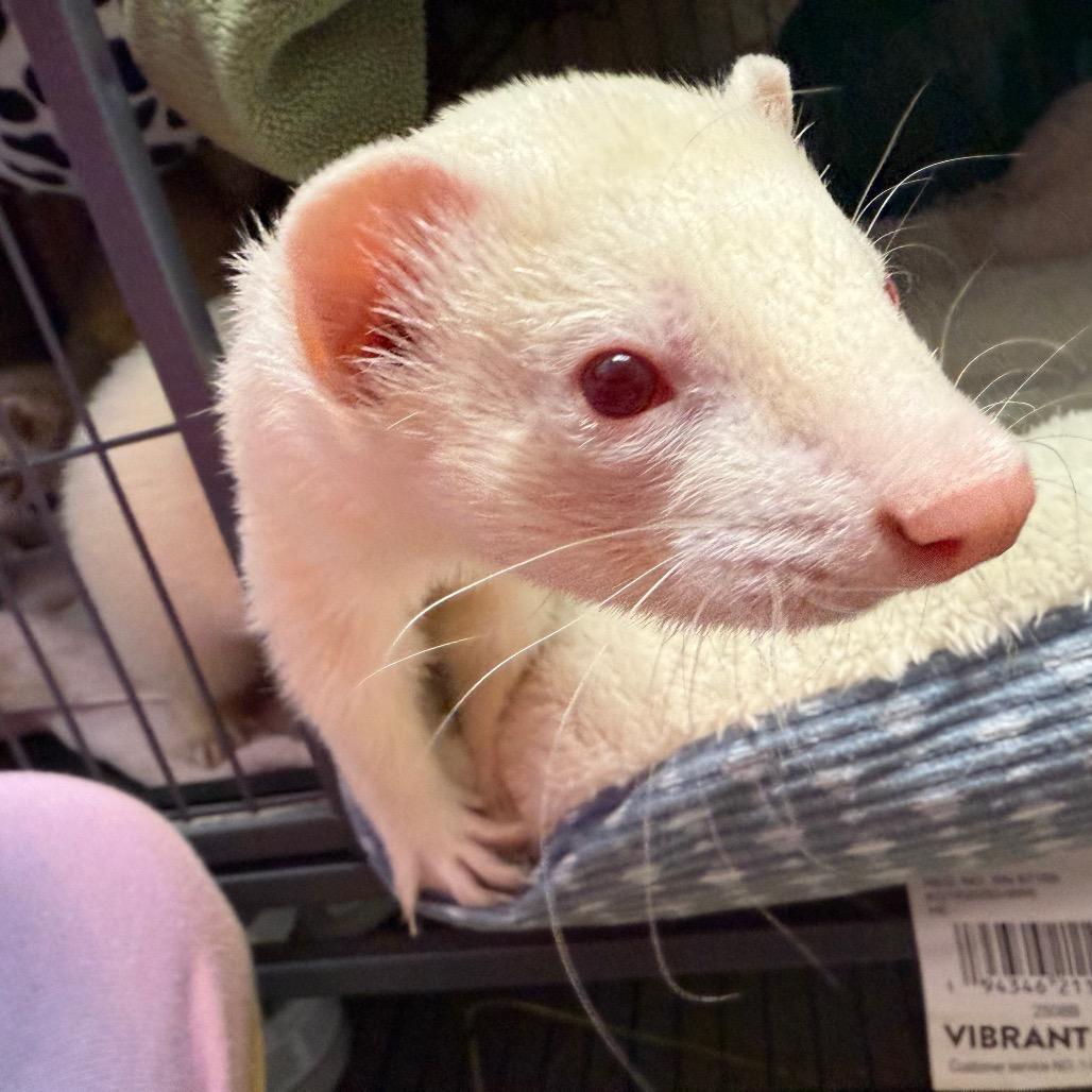 Alfredo, Luna & Tuna (bonded trio), a Adoptable Ferret in Medford, NY image 5/5