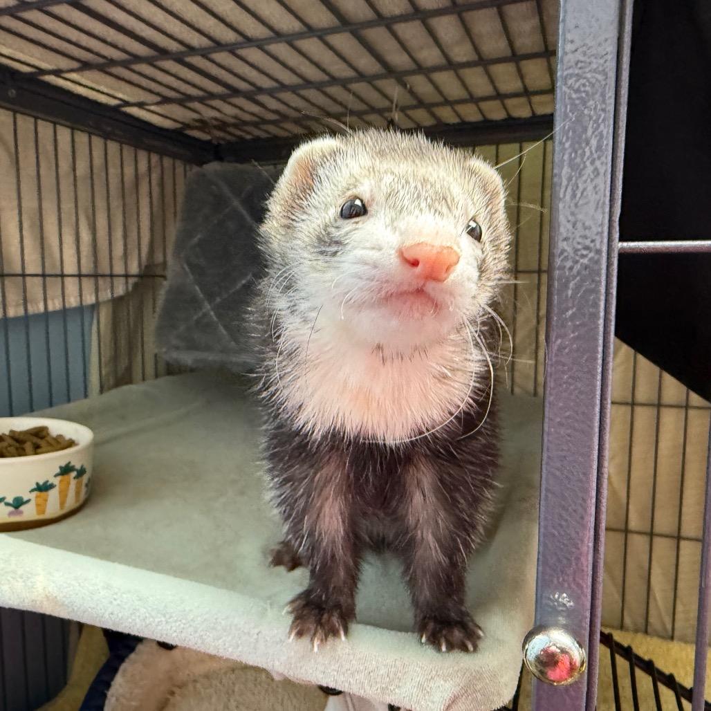 Alfredo, Luna & Tuna (bonded trio), a Adoptable Ferret in Medford, NY image 4/5